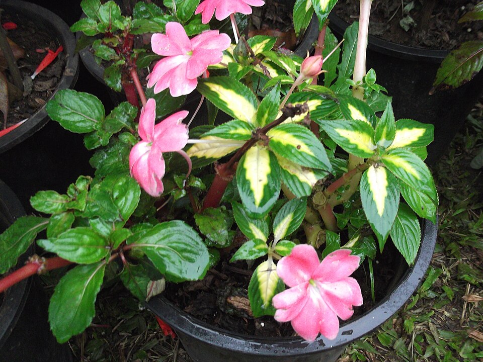 Impatiens linearifolia