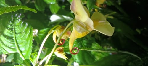 Impatiens pulchra
