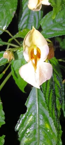 Impatiens pulchra