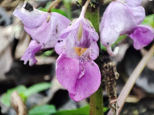 Impatiens tripetala