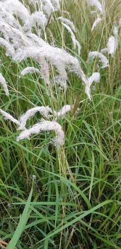 Imperata koenigii