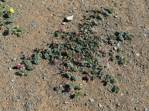 Indigofera alternans