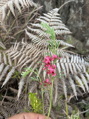 Indigofera compacta
