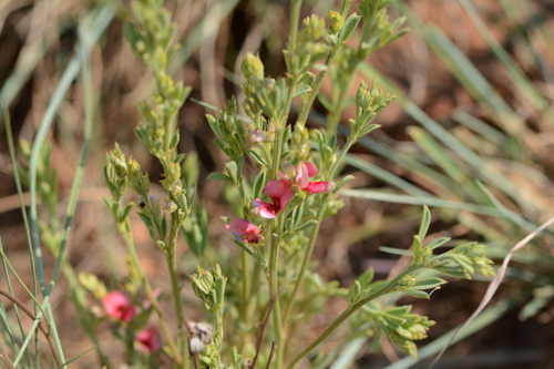 Indigofera compacta