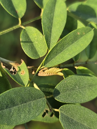 Indigofera galegoides