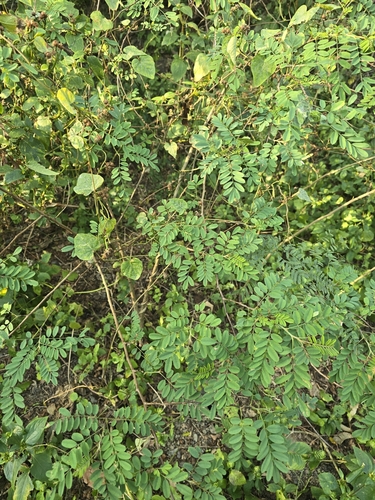 Indigofera galegoides