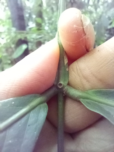 Inga acrocephala