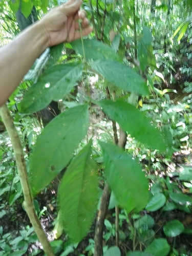 Inga acrocephala