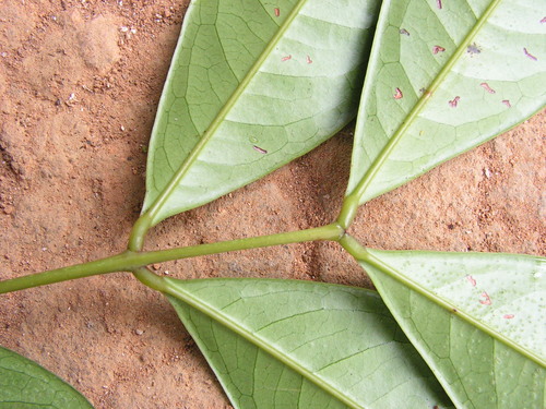 Inga capitata