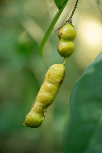 Inga capitata