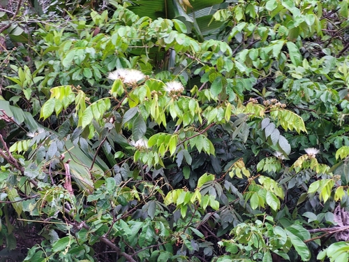 Inga cayennensis