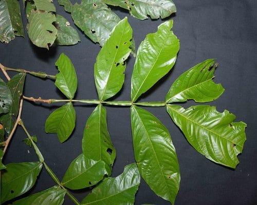 Inga chartacea