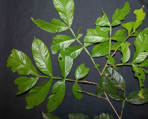 Inga chartacea