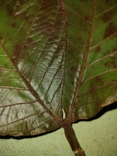 Inga chocoensis