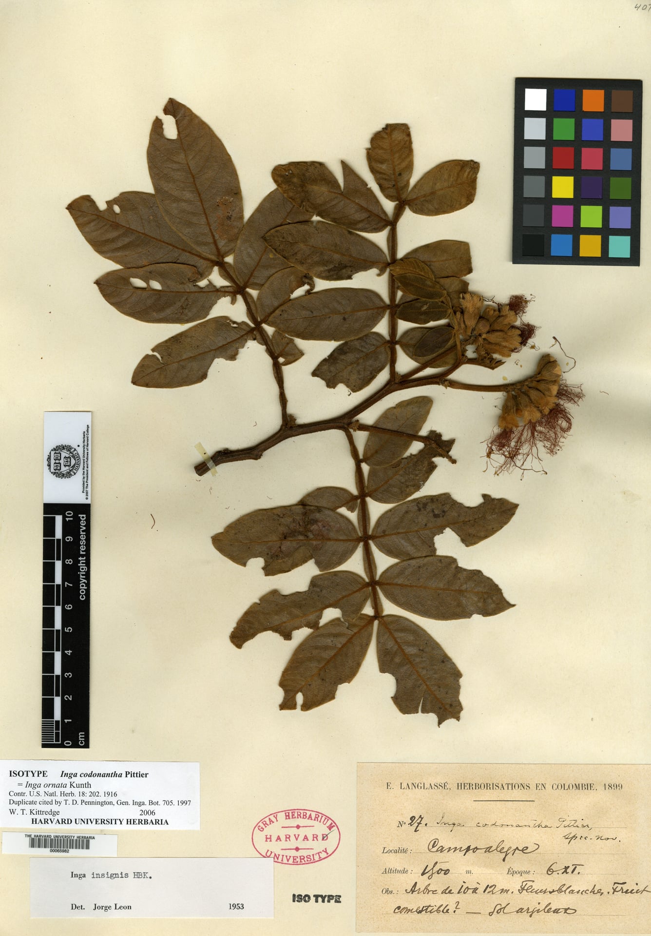 Inga codonantha