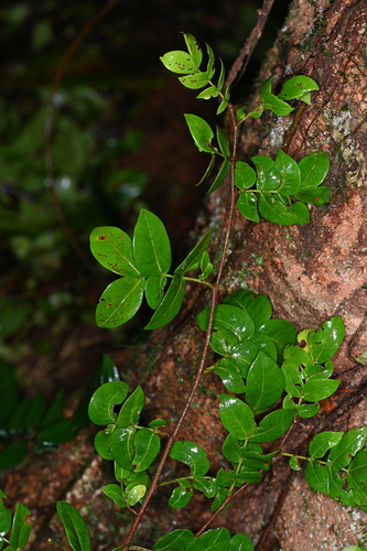 Inga gracilifolia