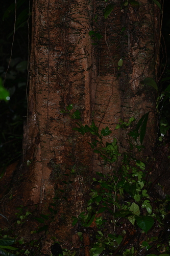 Inga gracilifolia
