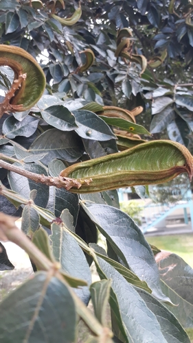 Inga insignis