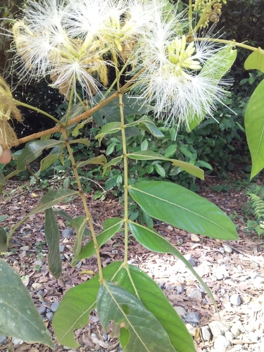 Inga multijuga subsp. aestuariorum