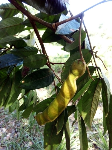 Inga multijuga subsp. aestuariorum