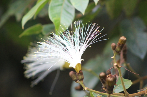 Inga sessilis