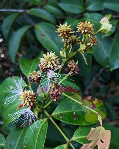 Inga stipularis