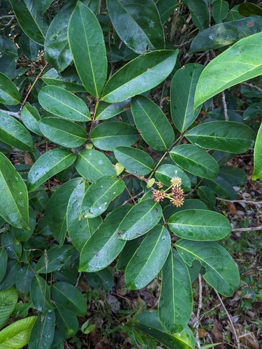 Inga stipularis