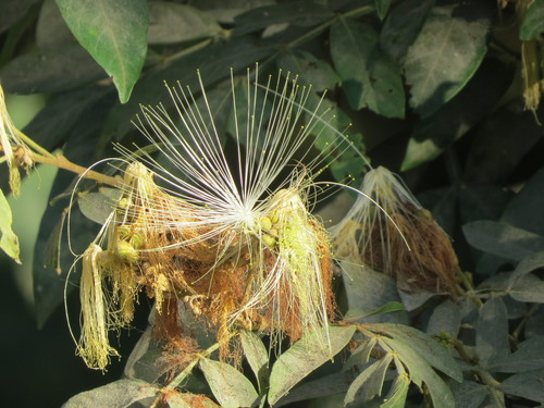 Inga vera subsp. affinis