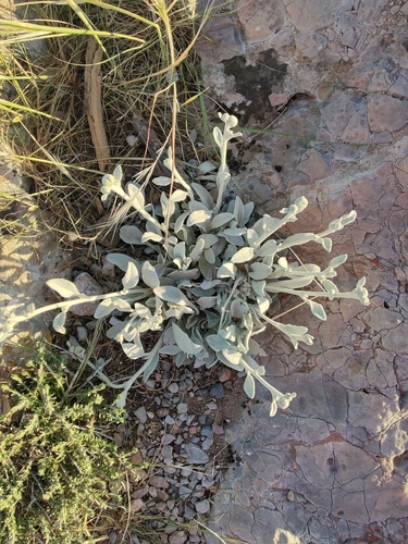 Inula heterolepis