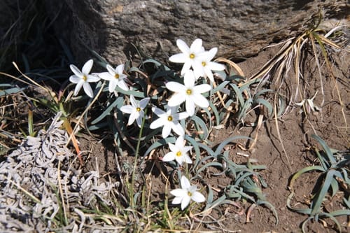 Ipheion uniflorum