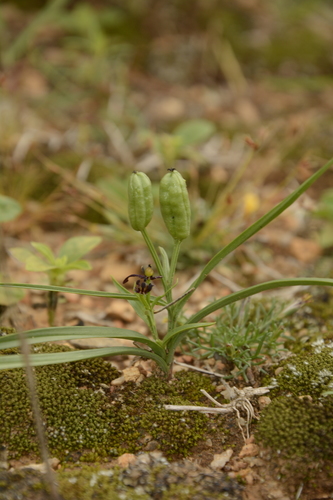 Iphigenia indica
