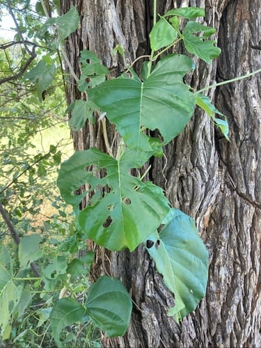 Ipomoea albivenia