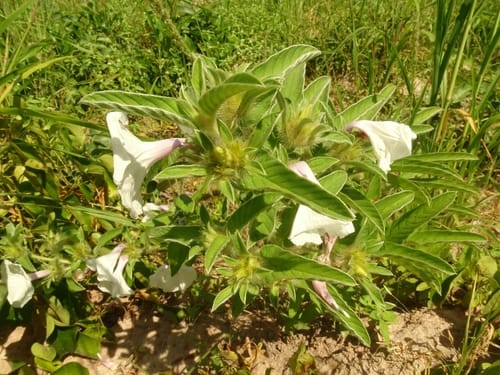 Ipomoea argentaurata