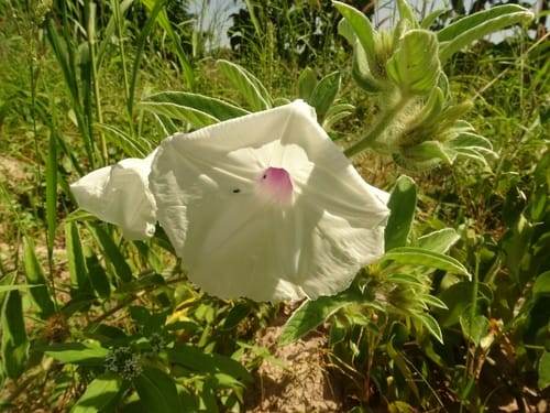 Ipomoea argentaurata