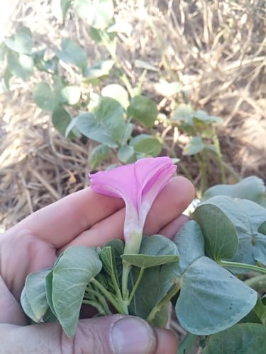 Ipomoea asarifolia