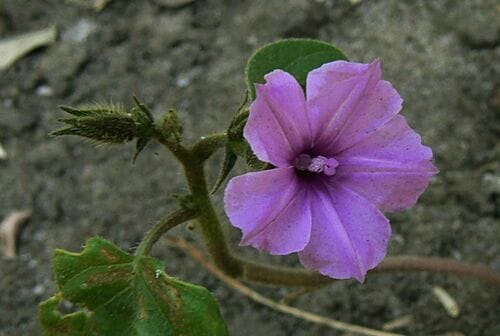 Ipomoea dichroa