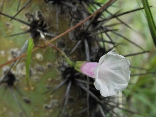Ipomoea dumetorum
