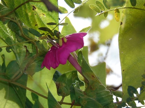 Ipomoea dumosa