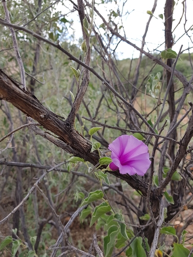 Ipomoea holubii