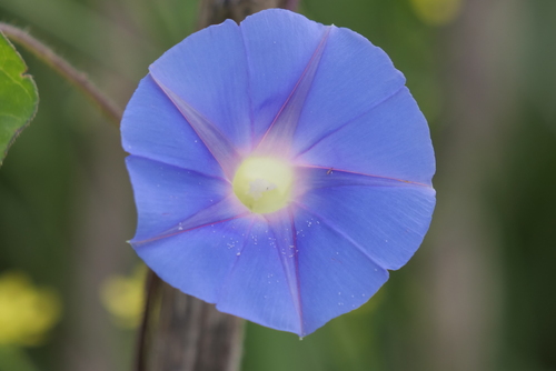 Ipomoea nil