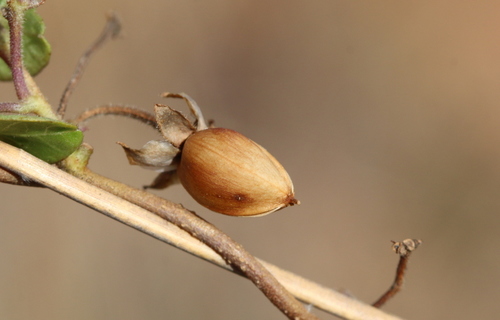 Ipomoea obscura