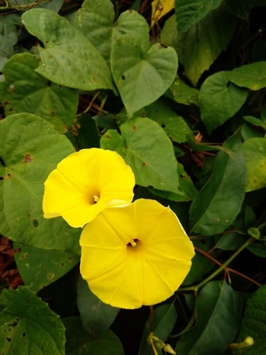 Ipomoea ochracea