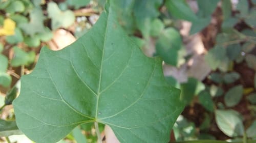 Ipomoea papilio