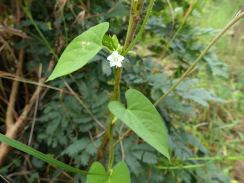 Ipomoea plebeia