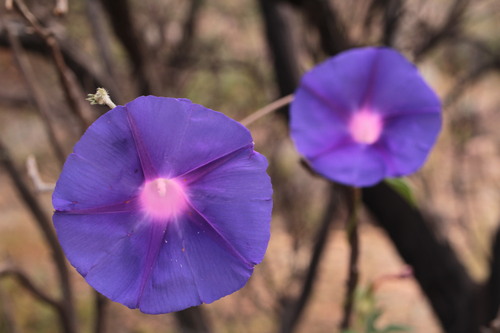 Ipomoea pubescens