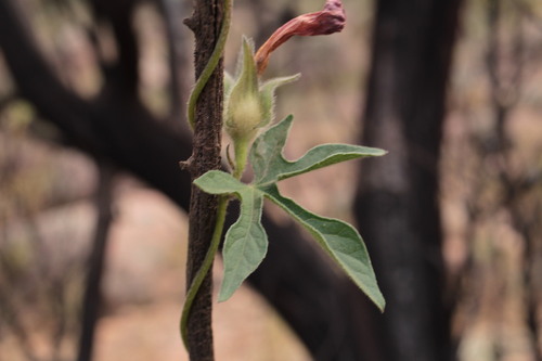 Ipomoea pubescens