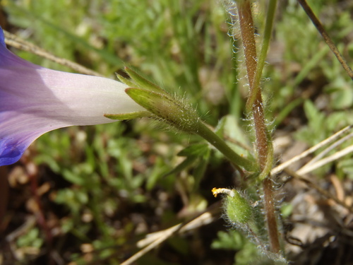 Ipomoea purpurea