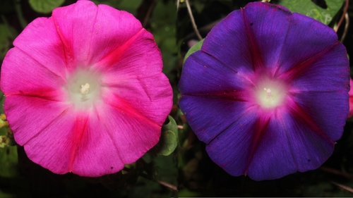 Ipomoea purpurea