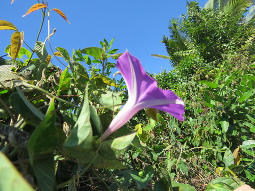 Ipomoea seducta