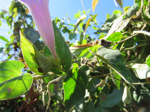 Ipomoea seducta